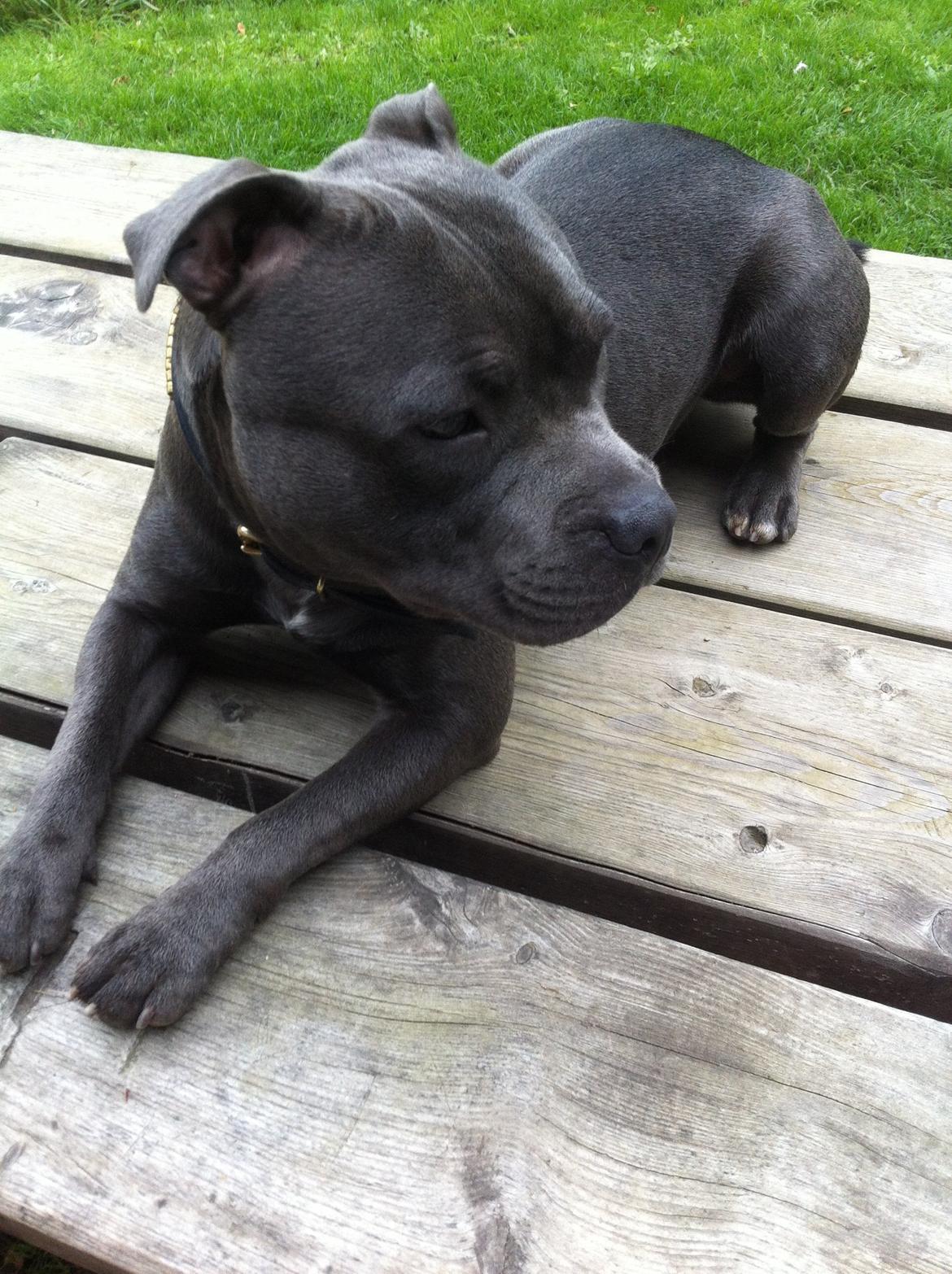 Staffordshire bull terrier Herman billede 24