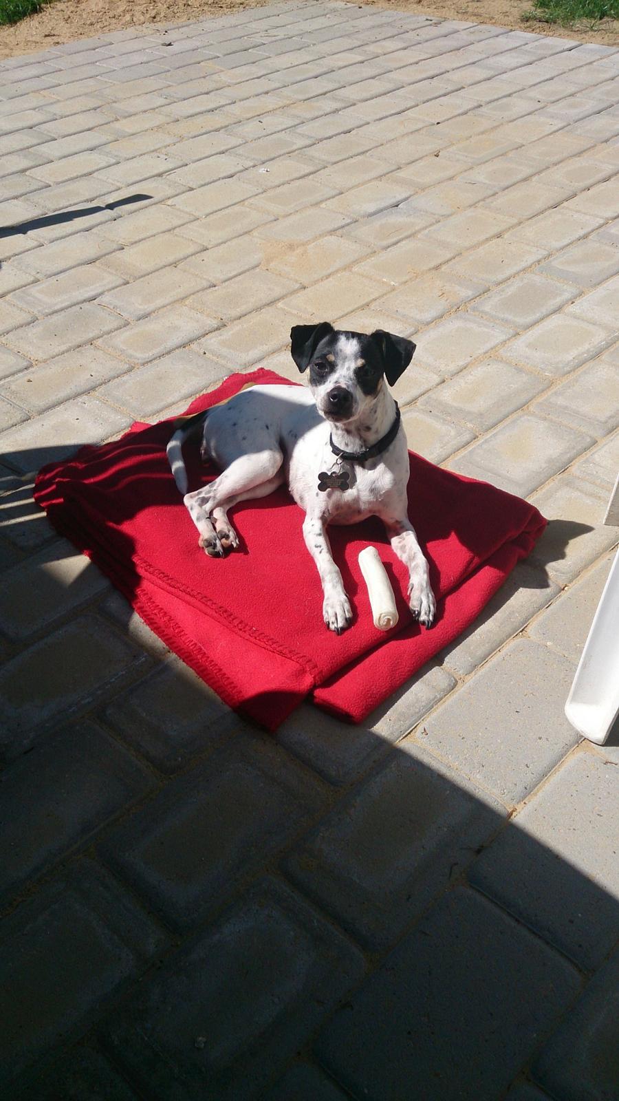 Dansk svensk gaardhund Dixie (bor hos en anden) billede 25