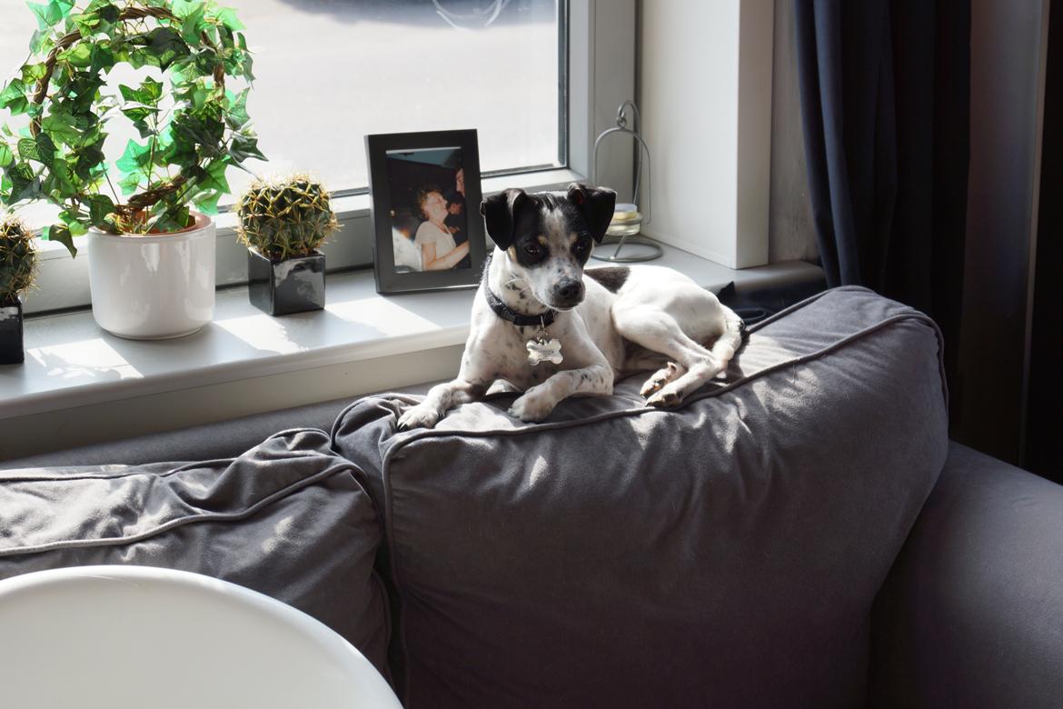 Dansk svensk gaardhund Dixie (bor hos en anden) billede 26