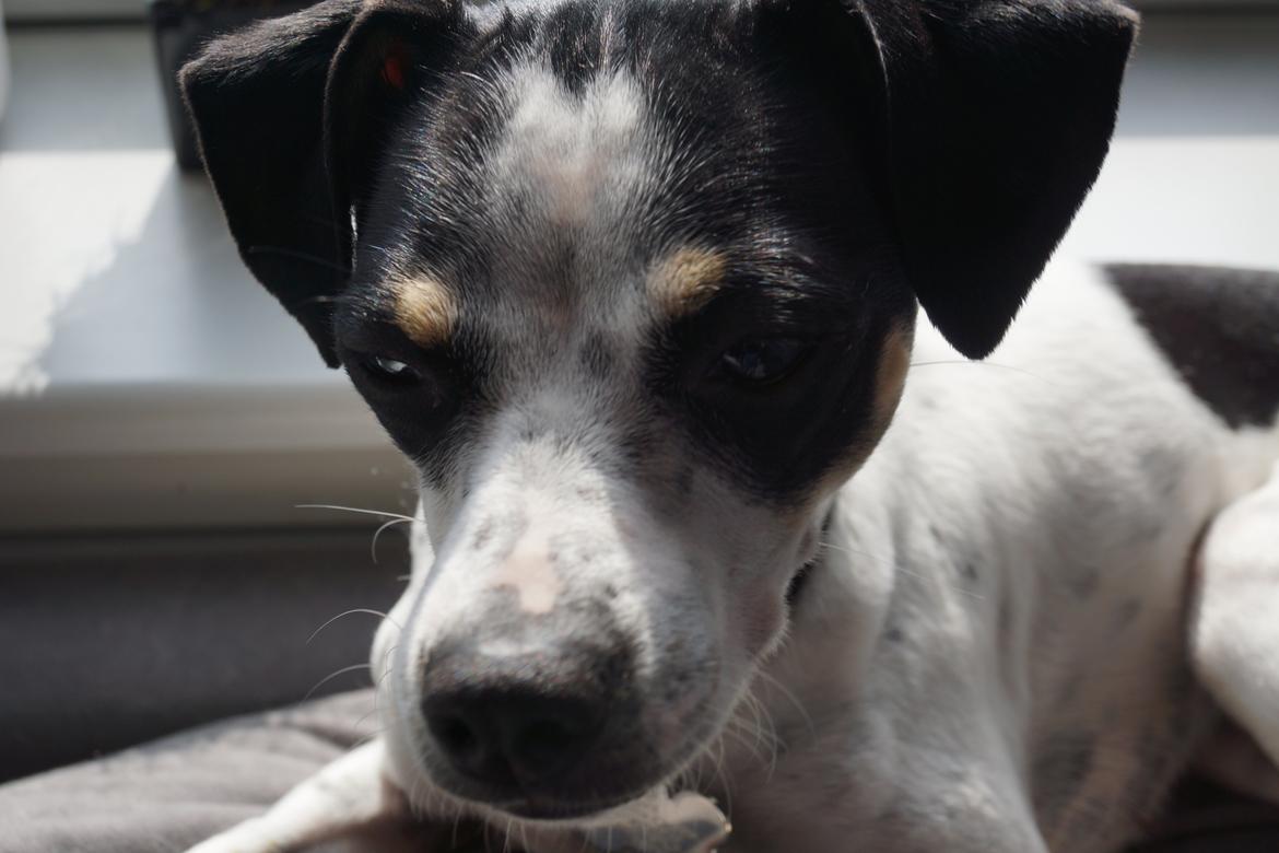 Dansk svensk gaardhund Dixie (bor hos en anden) billede 27