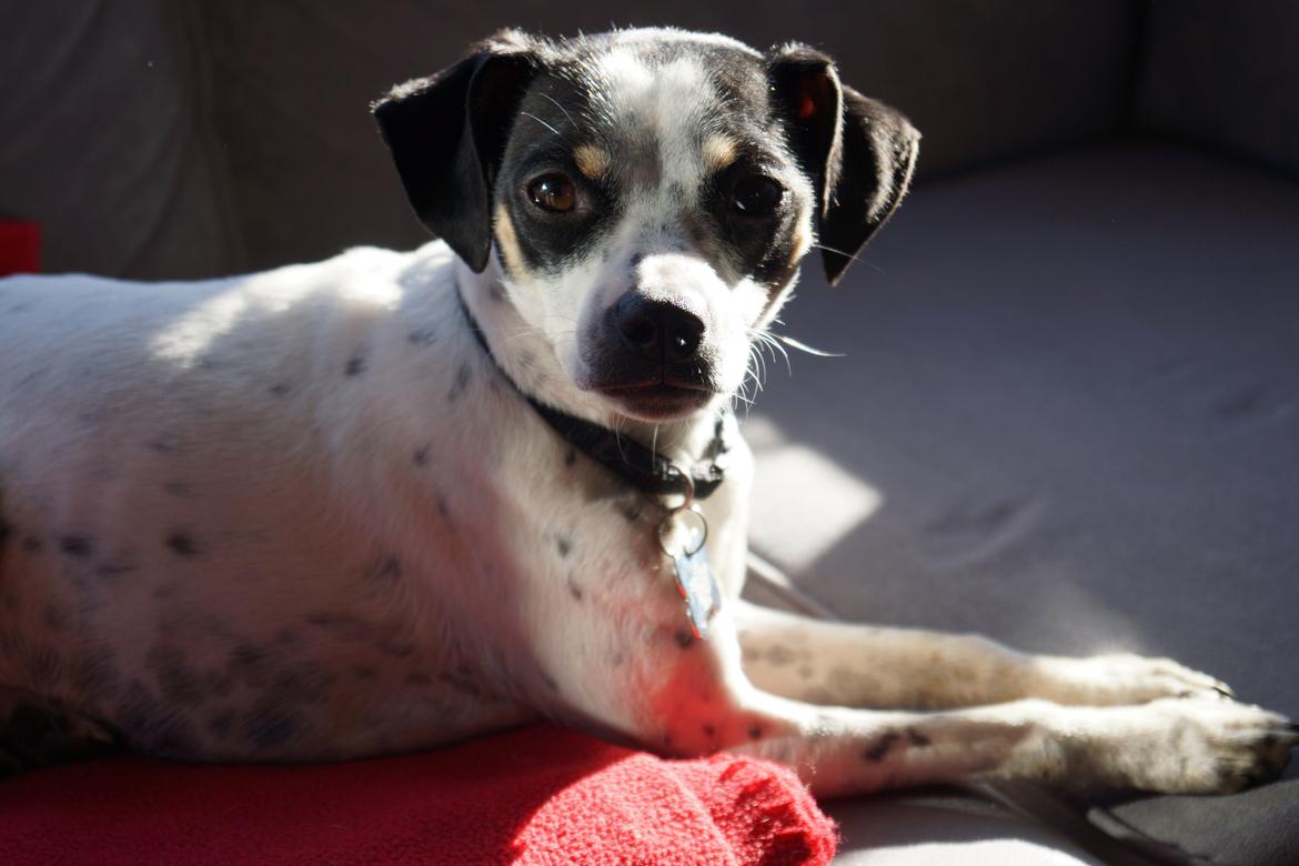 Dansk svensk gaardhund Dixie (bor hos en anden) billede 28