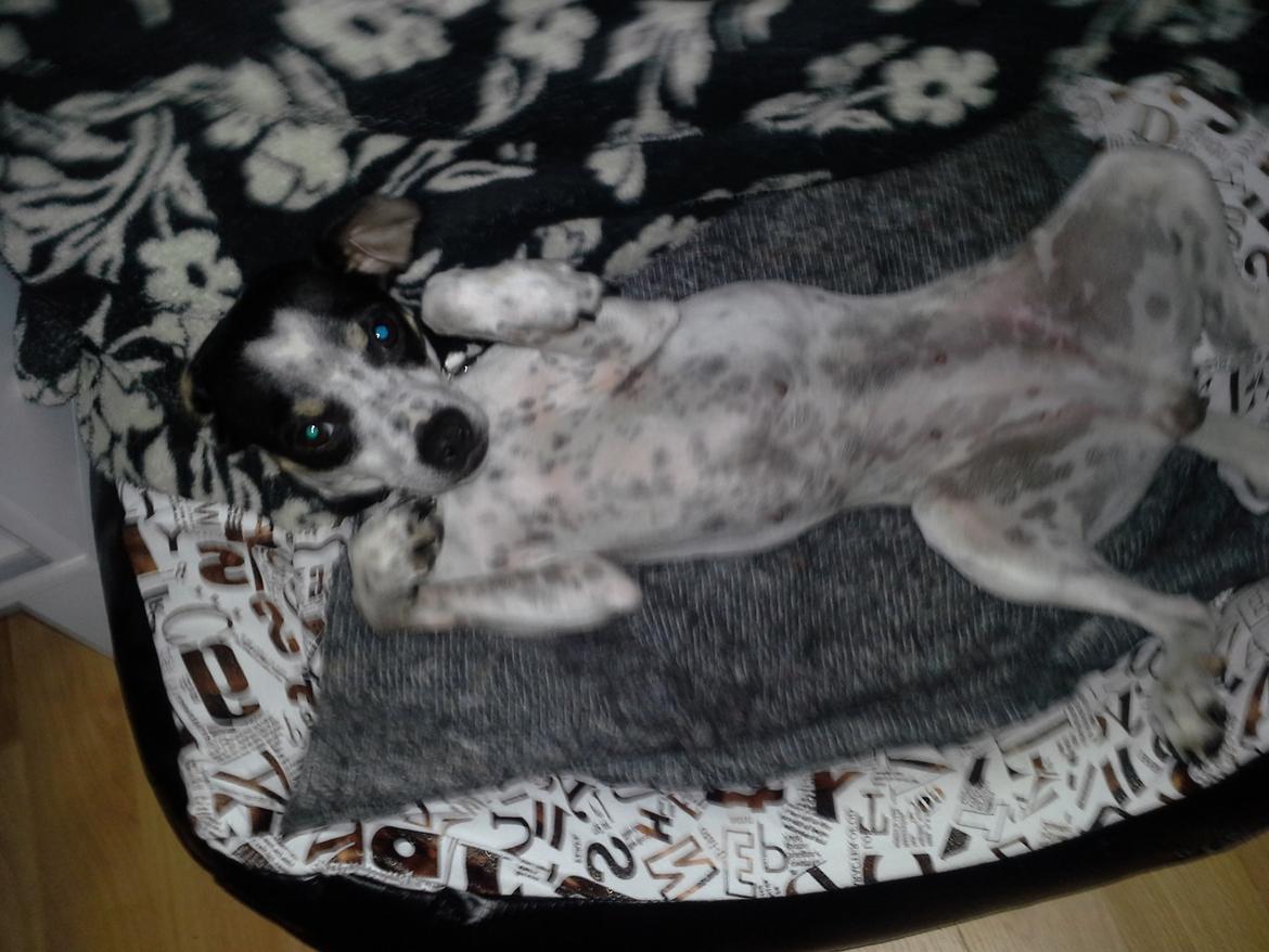 Dansk svensk gaardhund Dixie (bor hos en anden) billede 29