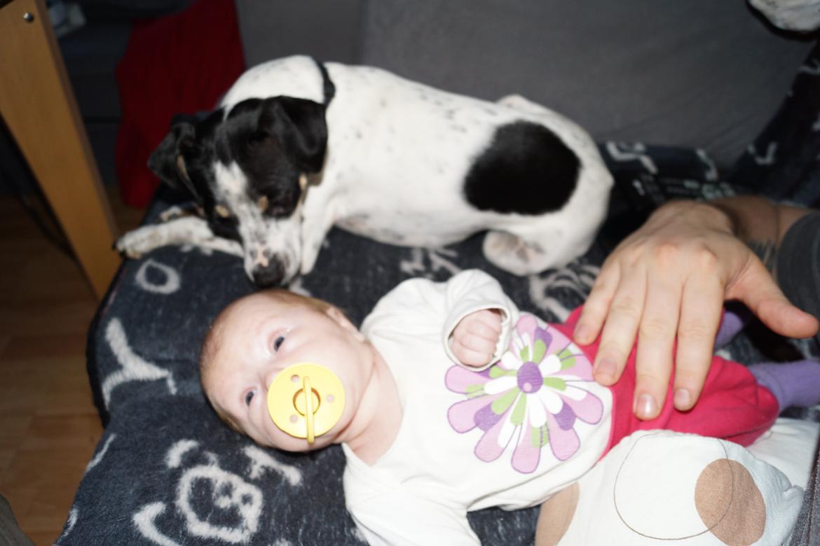 Dansk svensk gaardhund Dixie (bor hos en anden) billede 5