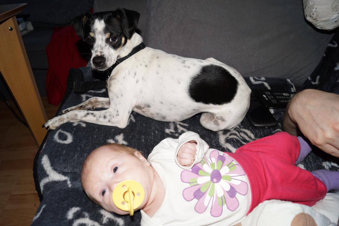 Dansk svensk gaardhund Dixie (bor hos en anden) - Dixie passer godt på lille Emma. :D billede 4