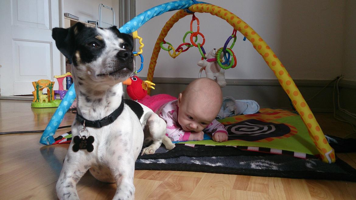 Dansk svensk gaardhund Dixie (bor hos en anden) - I skal forbi mig først. :D En rigtig lille beskytter. :D billede 3