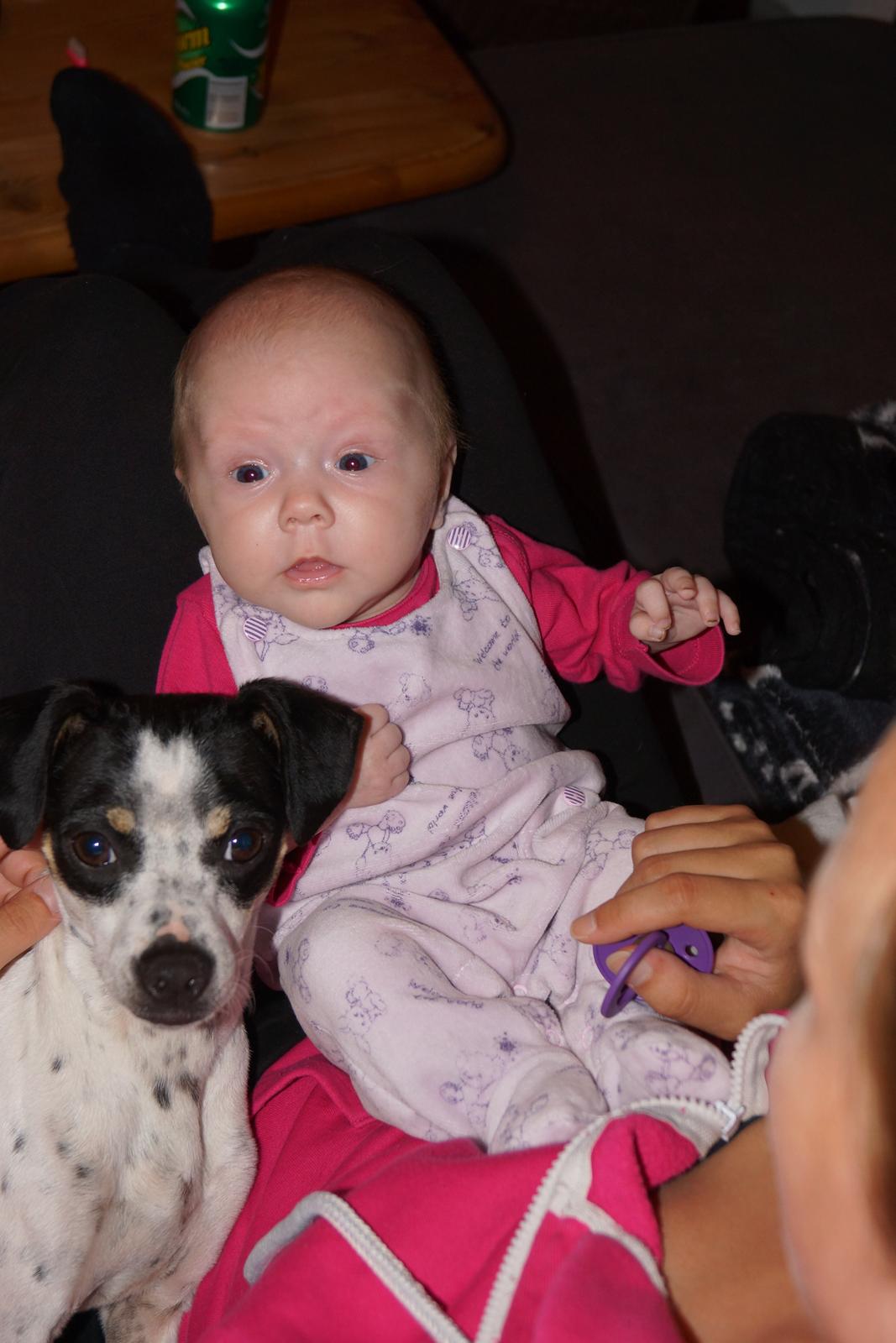 Dansk svensk gaardhund Dixie (bor hos en anden) - Dixie er rigtig glad for Emma vores nye familie medlem. Hun tager rigtig godt imod hende. :D billede 2