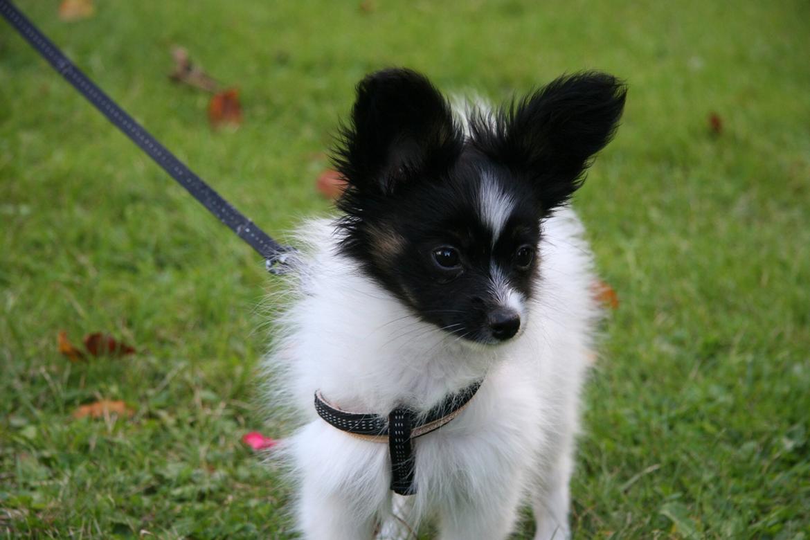 Papillon Luna billede 2