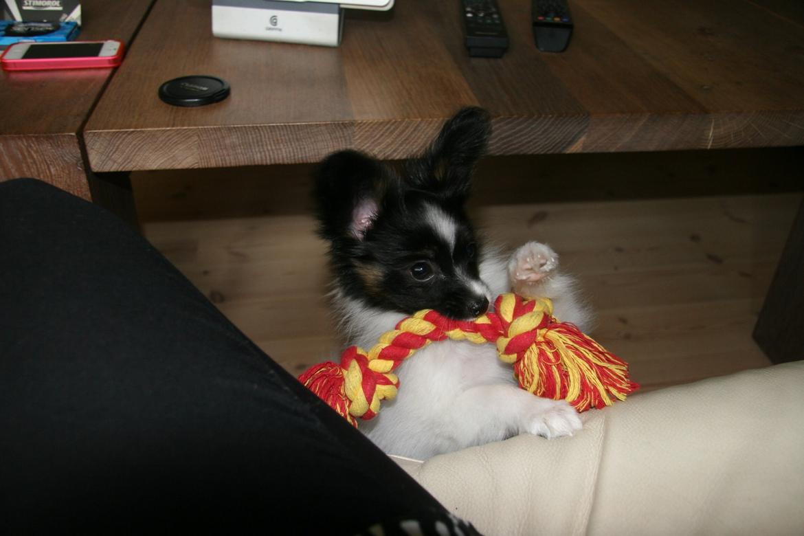 Papillon Luna billede 3