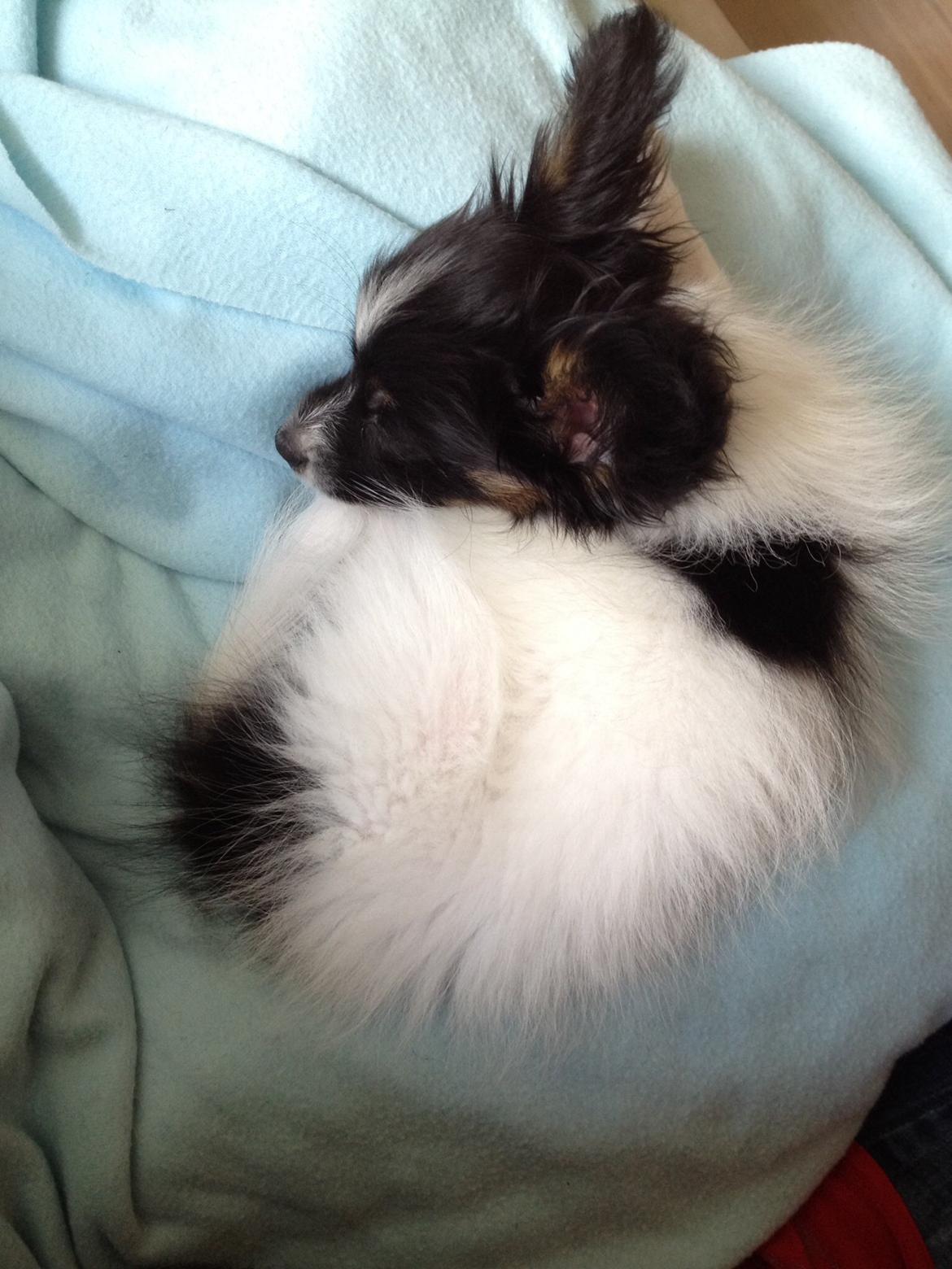 Papillon Luna billede 5