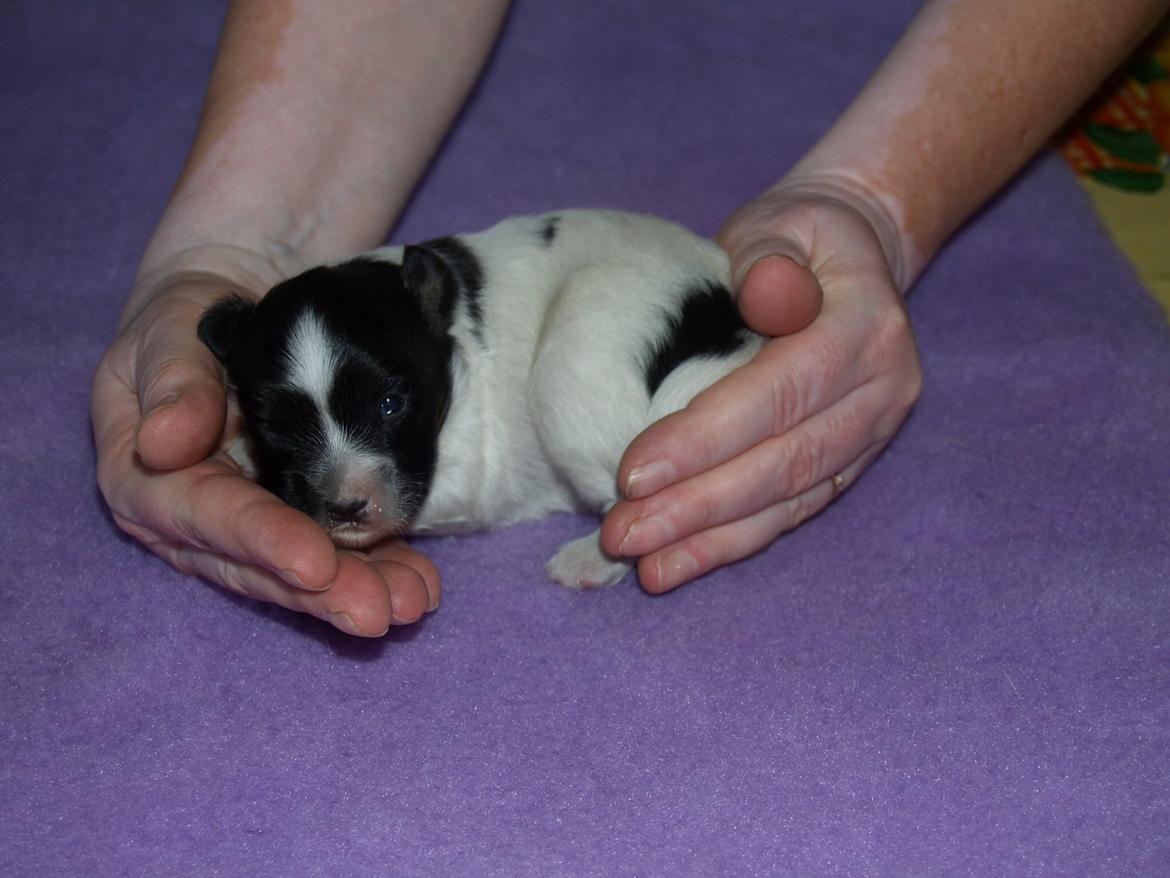 Papillon Luna billede 6