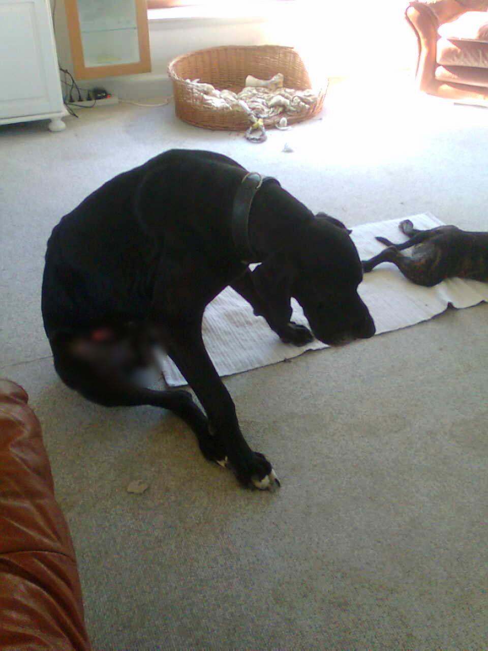 Grand danois Lucca billede 5