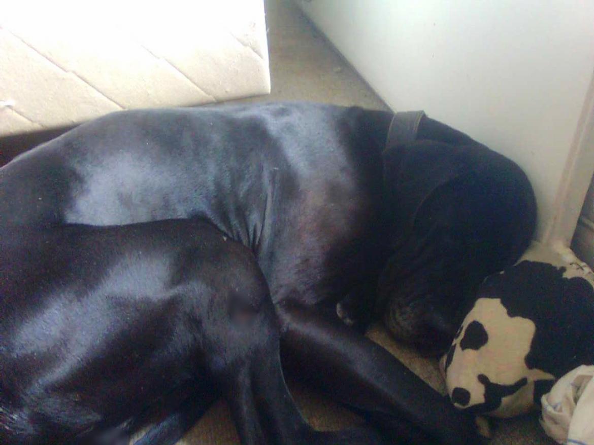 Grand danois Lucca billede 6