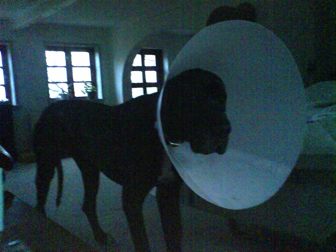 Grand danois Lucca billede 7