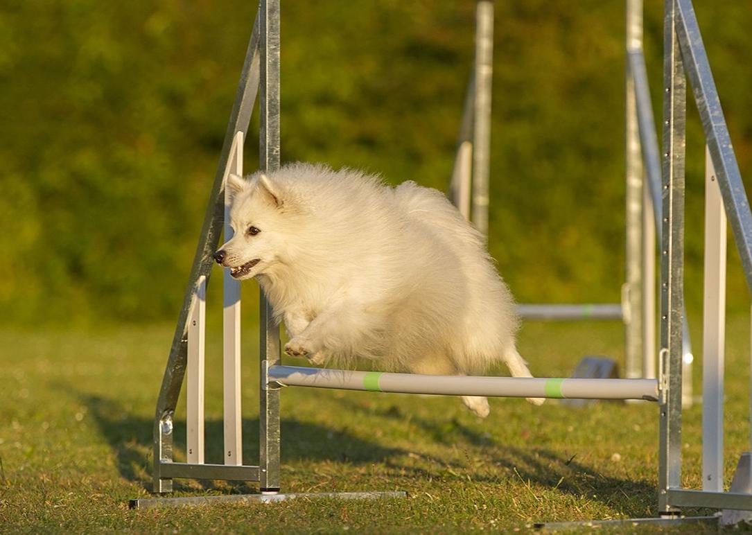 Japansk spids Kioko - Agility billede 12