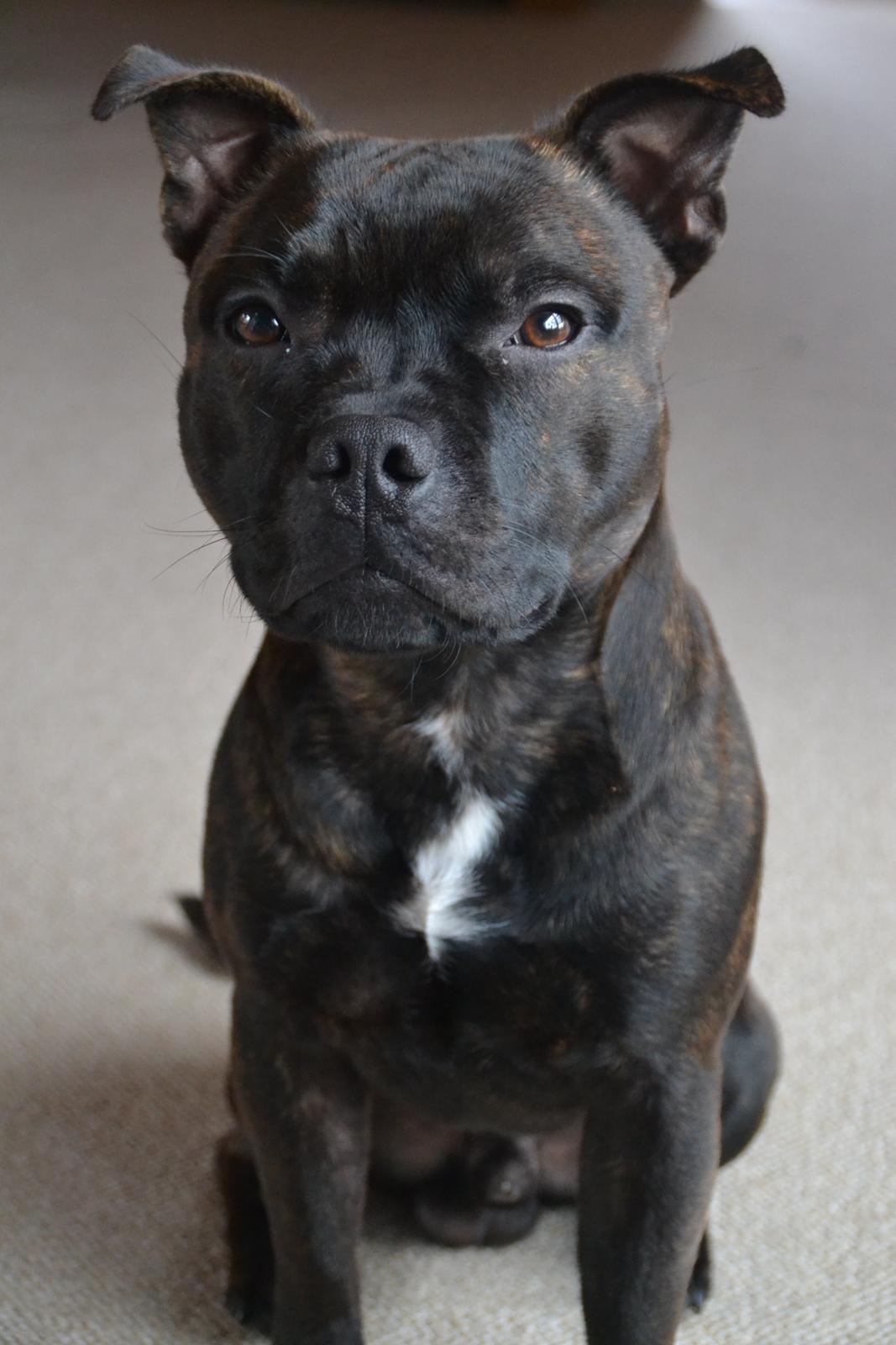 Staffordshire bull terrier Amazingstaffs Impressive X - Charlie billede 14