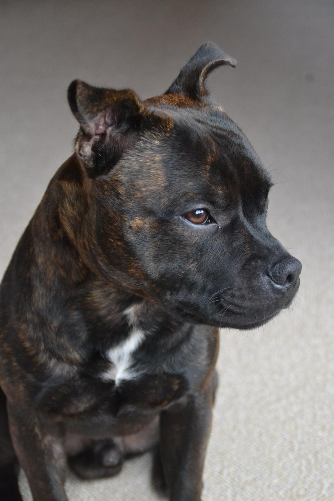 Staffordshire bull terrier Amazingstaffs Impressive X - Charlie billede 13