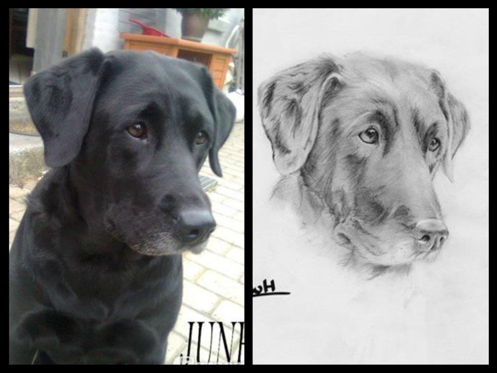 Labrador retriever †.R.I.P June.† 31-01-2014 billede 20