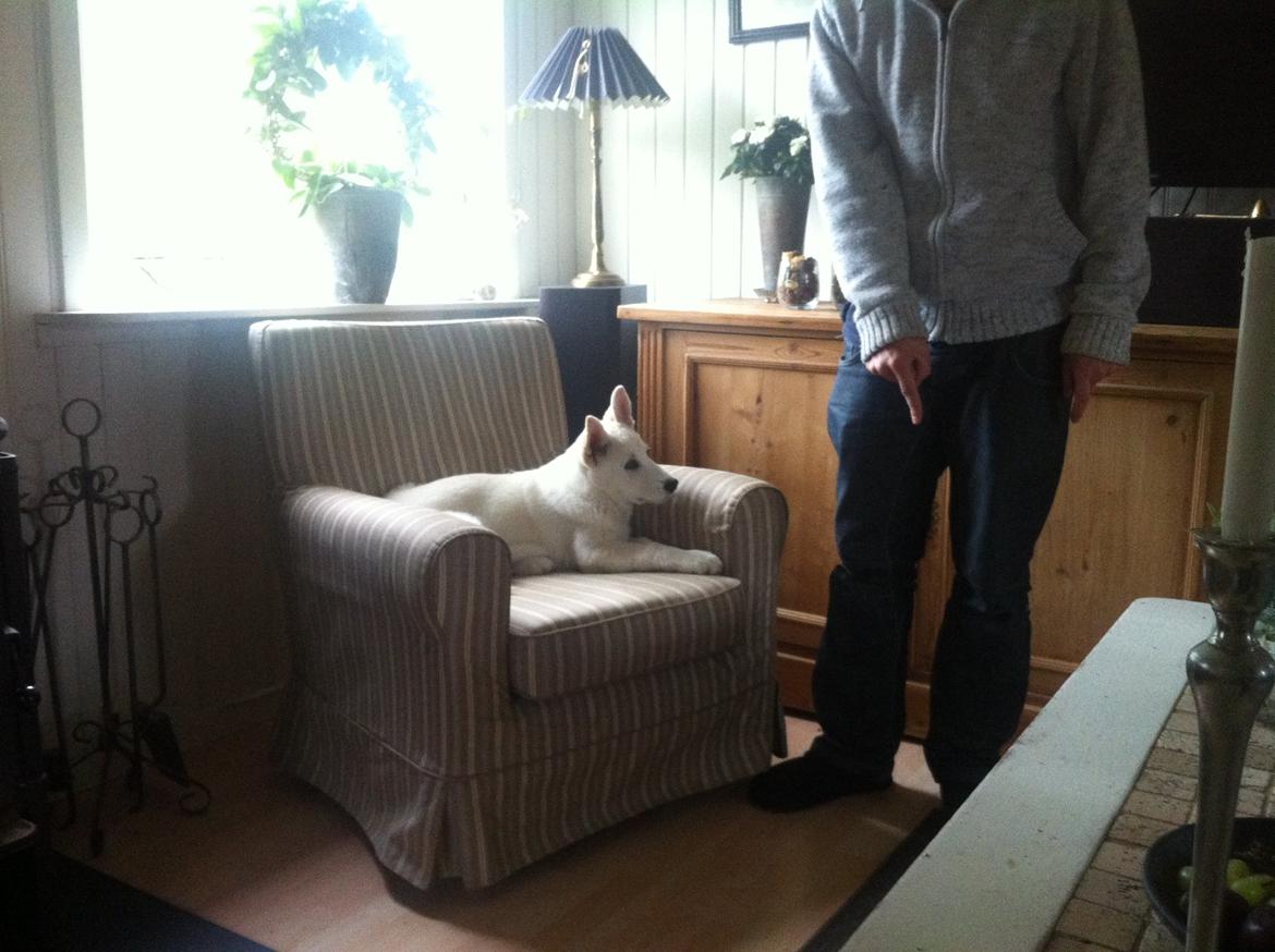 Blanding af racer Cuba, Malamute / hvid schæfer / Samojedhund - 12 uger og meget fræk, må jo ik være i møblerne billede 21