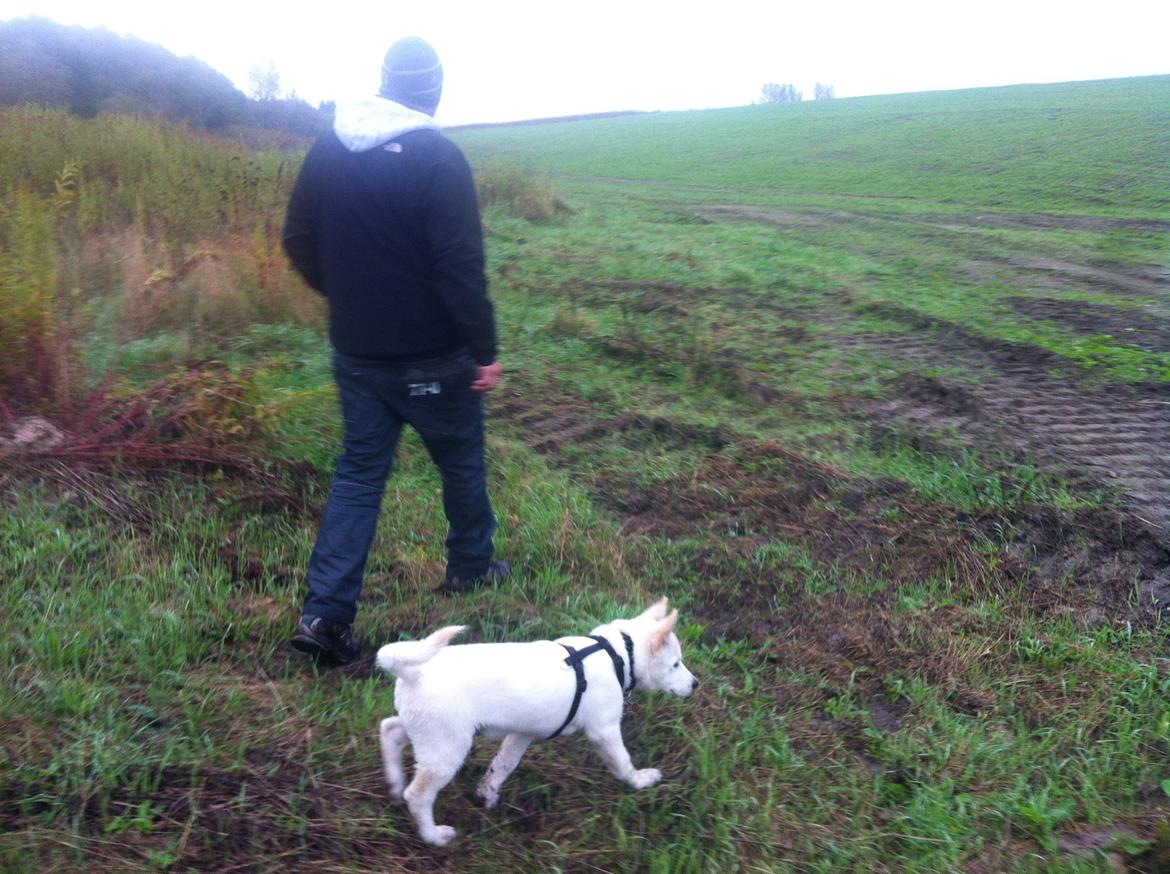 Blanding af racer Cuba, Malamute / hvid schæfer / Samojedhund - 11 uger, elsker at gå løs med far :) billede 20