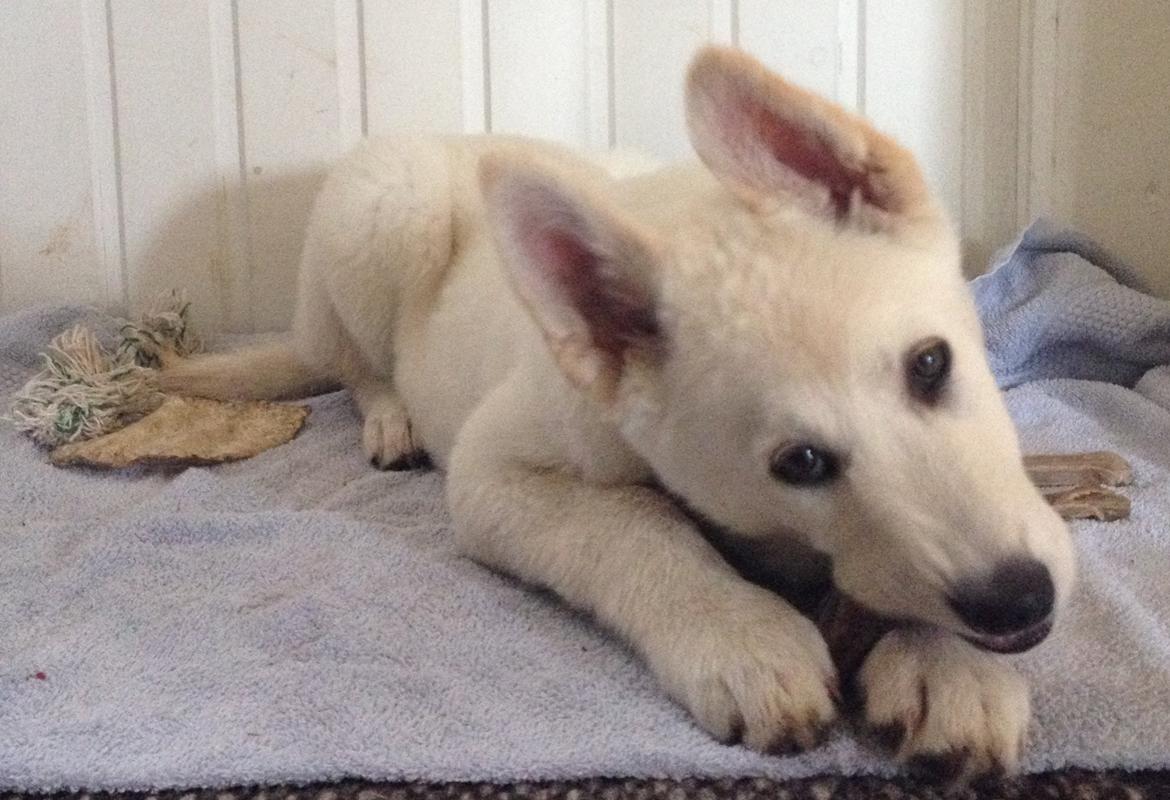 Blanding af racer Cuba, Malamute / hvid schæfer / Samojedhund - 11 uger billede 16