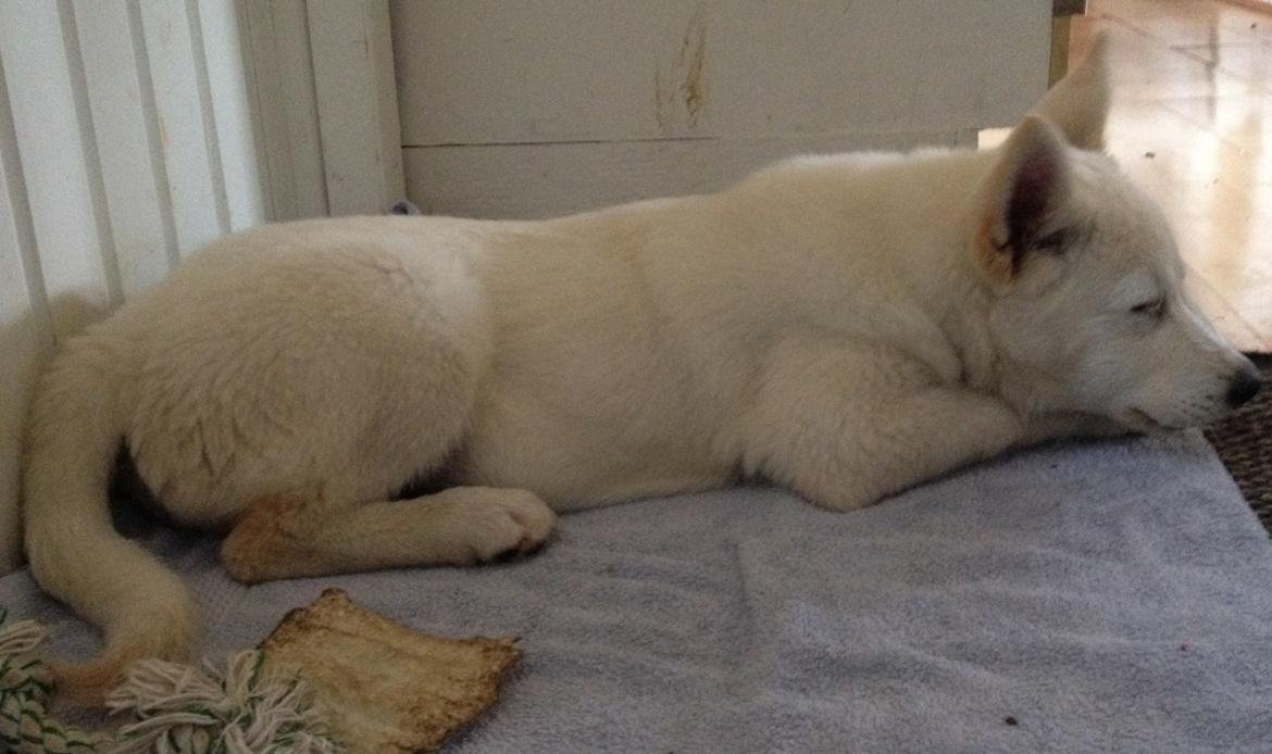 Blanding af racer Cuba, Malamute / hvid schæfer / Samojedhund - 11 uger billede 15