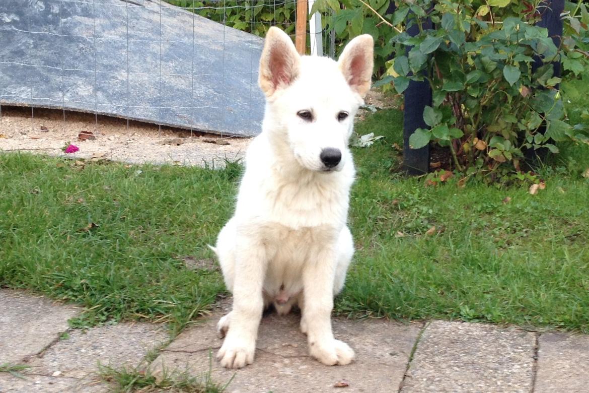 Blanding af racer Cuba, Malamute / hvid schæfer / Samojedhund - 11 uger billede 19