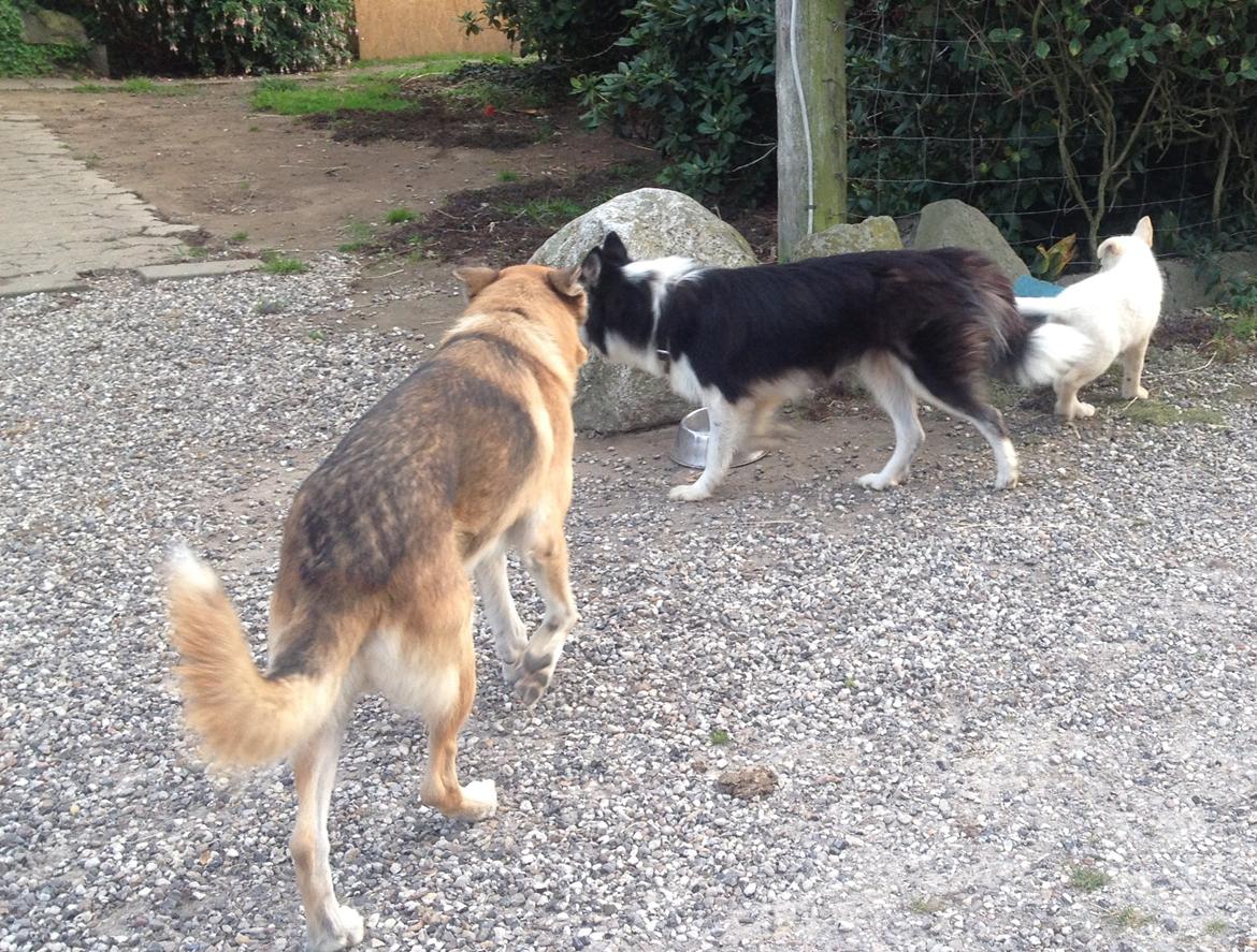 Blanding af racer Cuba, Malamute / hvid schæfer / Samojedhund - min biologiske Far og mor. Og lille mig billede 4