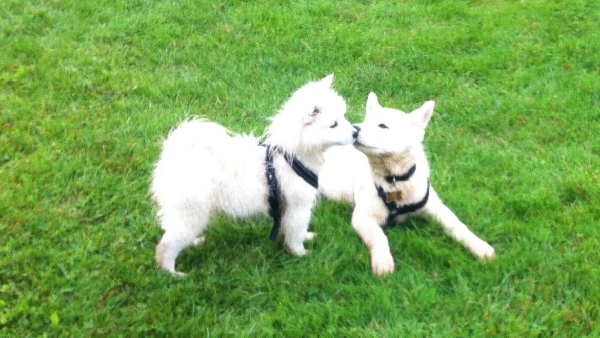 Blanding af racer Cuba, Malamute / hvid schæfer / Samojedhund - 8 uger. 1 møde med Link, han er japansk spids billede 10