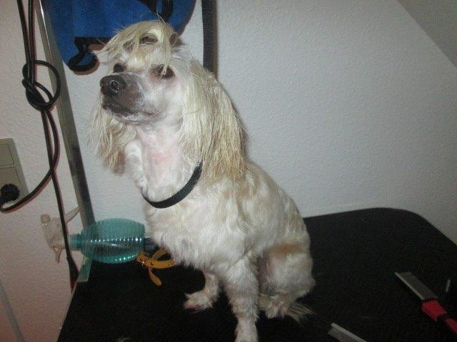 Chinese crested powder puff Bumle billede 14