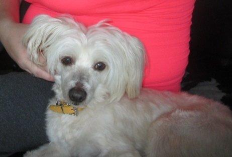 Chinese crested powder puff Bumle - Billede fra da vi lige fik ham hjem. billede 2