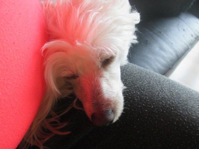 Chinese crested powder puff Bumle billede 3