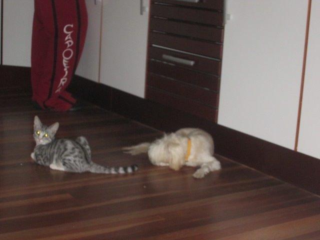 Chinese crested powder puff Bumle billede 4