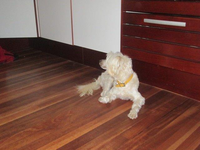 Chinese crested powder puff Bumle billede 5