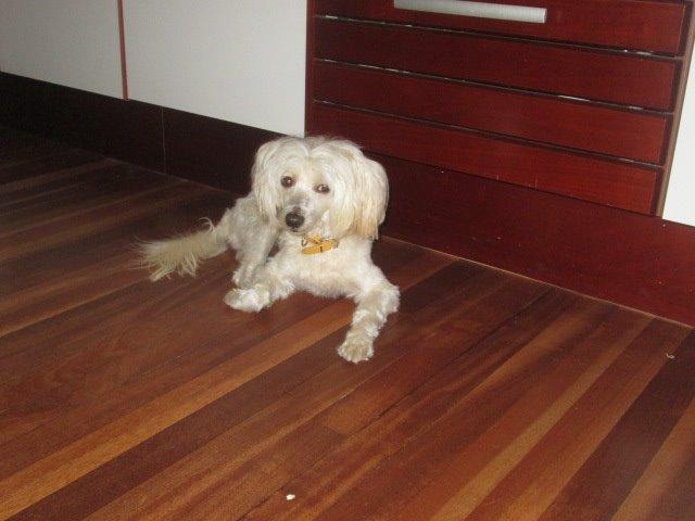 Chinese crested powder puff Bumle billede 6