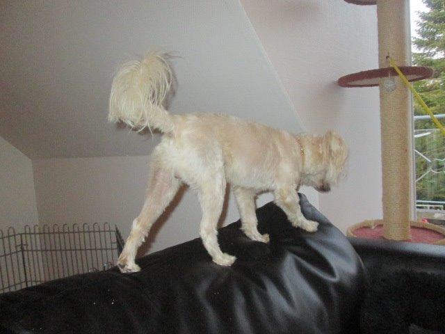 Chinese crested powder puff Bumle billede 8