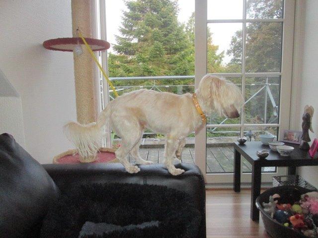 Chinese crested powder puff Bumle billede 9