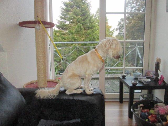 Chinese crested powder puff Bumle billede 10