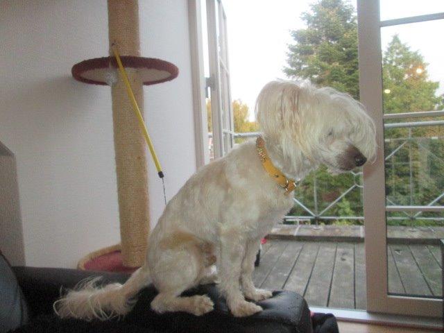 Chinese crested powder puff Bumle billede 11