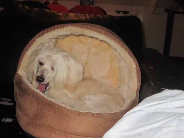 Chinese crested powder puff Bumle billede 12