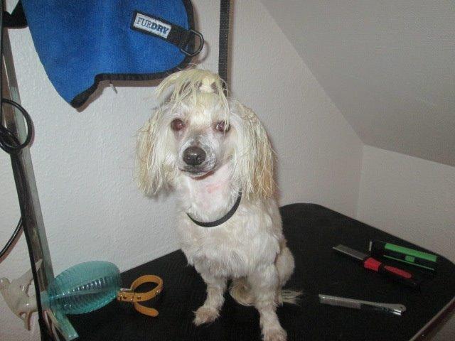 Chinese crested powder puff Bumle billede 13