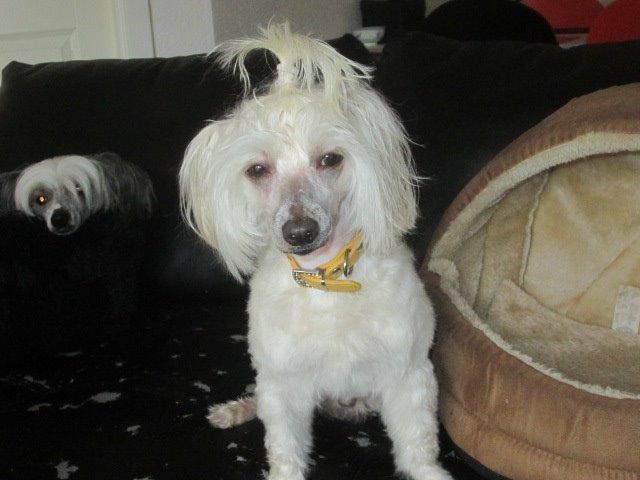 Chinese crested powder puff Bumle billede 15