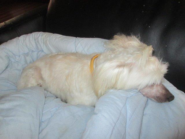 Chinese crested powder puff Bumle billede 16