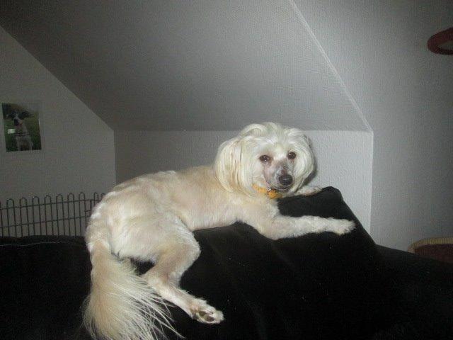 Chinese crested powder puff Bumle billede 17