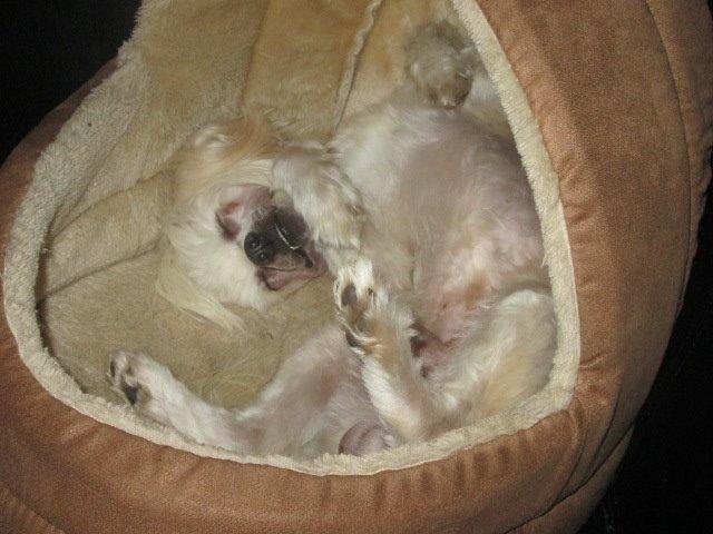 Chinese crested powder puff Bumle billede 18