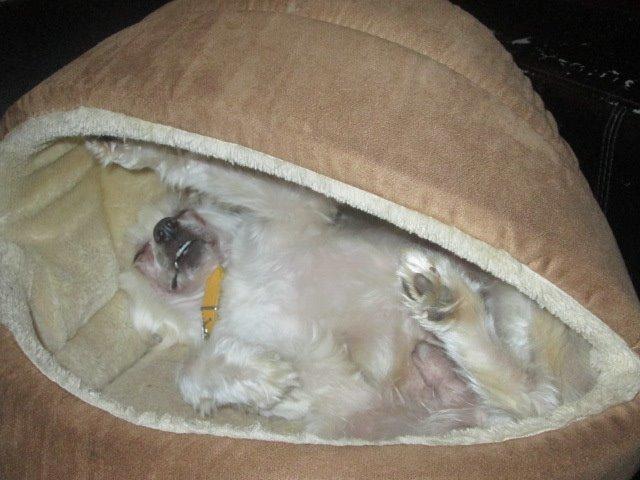 Chinese crested powder puff Bumle billede 19