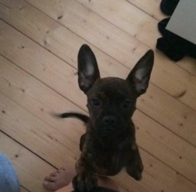 Blanding af racer Lulu billede 1