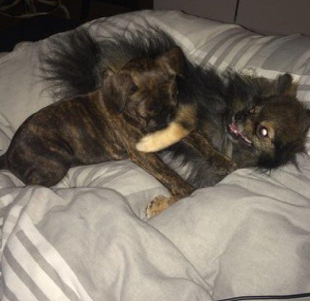 Blanding af racer Lulu billede 2