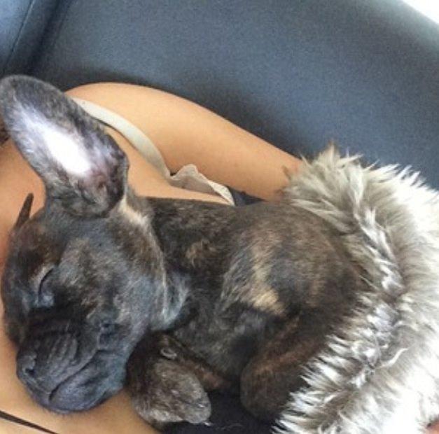 Blanding af racer Lulu billede 3