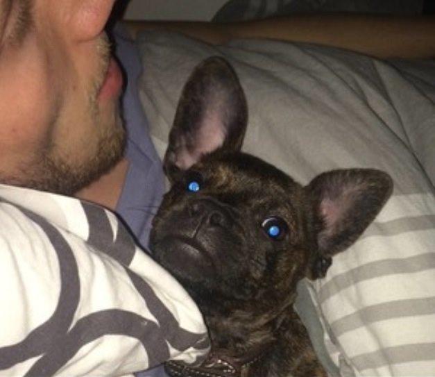 Blanding af racer Lulu billede 4