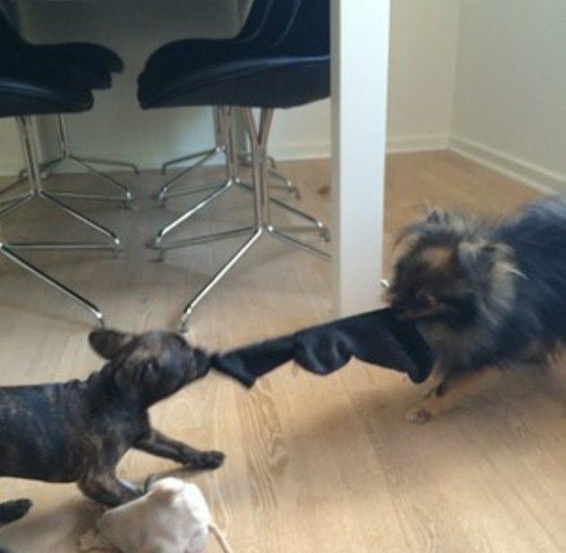 Blanding af racer Lulu billede 5